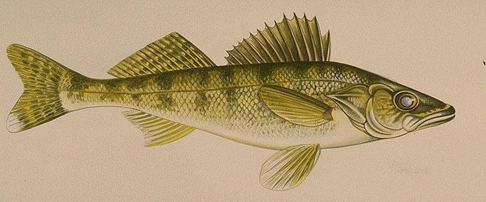 Photo: Walleye